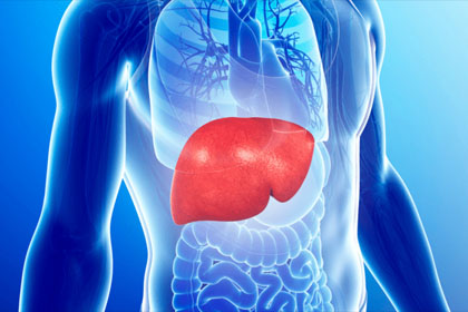 liver