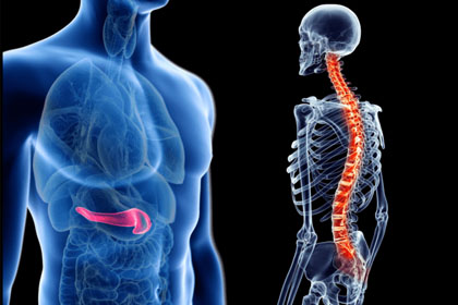 spine-pancreas